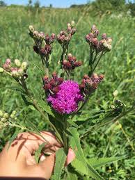 Image result for Vernonia filipendula