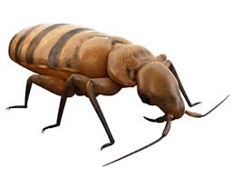 Three diy steps for when clothes in the closet smell musty: Do Bed Bugs Smell Arrow Exterminating