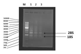 Image result for Pechuel-Loeschea leubnitziae