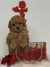 Americanlisted has classifieds in denton, texas for dogs and cats. 7 Maltipoo Puppies For Sale Ideas Maltipoo Maltipoo Puppies For Sale Puppies