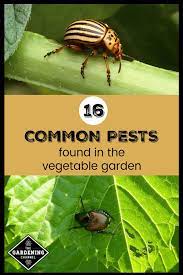 Common Garden Pests Found In The Vegetable Garden Gardening Channel