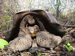 Free for commercial use no attribution required high quality images. Extinct Floreana Tortoise Species Is Being Resurrected In The Galapagos Islandsgalapagos Conservancy Inc