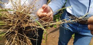 Image result for Enteropogon