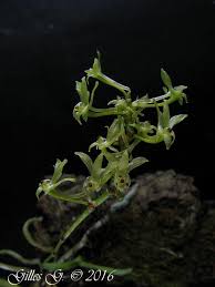 Image result for Angraecopsis parviflora