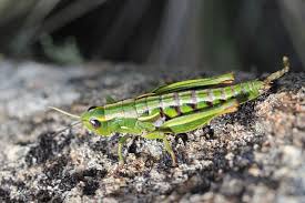 Image result for Albertisia