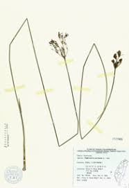 Image result for Fimbristylis quinquangularis