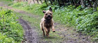 Border terrier personality and temperament. Border Terrier Dog Breed