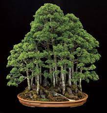 A bonsai forest is frequently set on a natural slab of stone rather than in a bonsai pot. Bonsai Empire On Twitter To Kick Of 2019 Here S A Wonderful Juniper Forest Style Bonsai By Alberiefiori Bonsai Bonsaitree Tree ç›†æ™¯ ç›†æ ½ Penjing Art Nature Japan Https T Co Pnxwxn2gwf