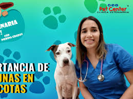 Dia del veterinario en peru. Dia Mundial Del Perro Por Que Se Celebra Hoy Y Se Dice Que Son Los Mejores Amigos Del Hombre Maltrato Animal Tercer Domingo De Junio Vida Peru21