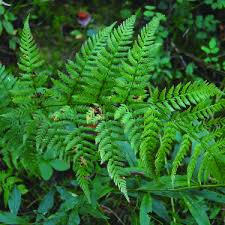 Image result for Dryopteris antarctica