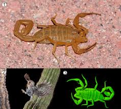 Sonoran Desert Fact Sheet - Arizona Bark Scorpion