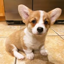 Adopt corgi dogs in iowa. Samantha Lazenby Samiamlazenby12 Profile Pinterest