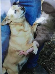 $250 Reward ......If anybody has seen a Great Dane running loose with a  pink collar