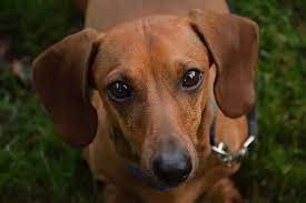 This small dog with big ears is used as a sausage dog as it has a short and lean body frame with big ears. Small Dogs With Big Ears The Smart Dog Guide