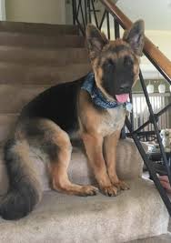 We did not find results for: Long Haired German Shepherd Pup Post Haircut German Shepherd Grooming Long Haired German Shepherd German Shepherd Puppies