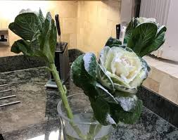 Maybe you would like to learn more about one of these? What Is This Plant Looks Like A Brassica If So What Type Gardening Landscaping Stack Exchange