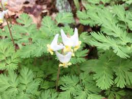 Check spelling or type a new query. Wildflowers Pictured Rocks National Lakeshore U S National Park Service