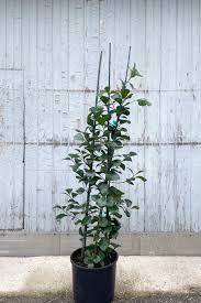 Image result for Ficus triangularis