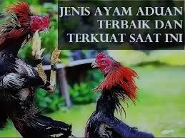 We did not find results for: Jenis Ayam Aduan Terbaik Saat Ini No 5 Paling Terkuat Beternakdirumah