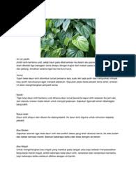 Dalam seikat daun sirih mana boleh tak boleh jumpa sehelai sirih bertemu urat. Antara Khasiat Daun Sireh