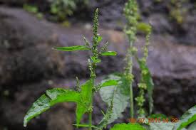 Image result for Rumex nepalensis