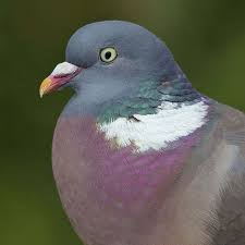 Wood Pigeon In The June Berry Tree 1st January 2013 Wood Pigeon Pet Birds Beautiful Birds