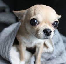 so cute chihuahua chiwawa chihuahualove frenchbulldogfunny cute chihuahua cute dogs chihuahua