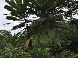 Image result for Anthocleista vogelii