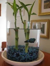 Betta Fish Jardim De Agua Decoracao Natureza Bambu Da Sorte