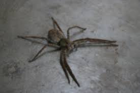 The Legend Of The World S Most Venomous Spider The Phoneutria
