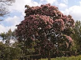 Image result for Rhigozum brevispinosum