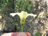 Image result for Merremia palmata