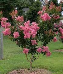 Sioux Crape Myrtle Bought At Lowes Planted In Sidewalk Bed Crape Myrtle Plants Front Yard