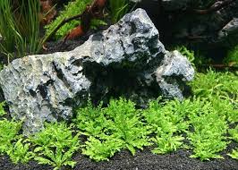 Image result for Pogostemon rogersii