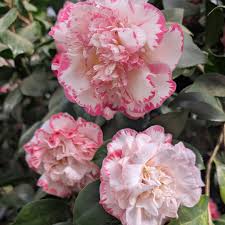 Image result for Camellia japonica