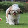 Lhasapoo full grown from teacupdogdaily.com