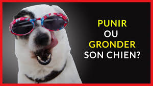 Lorsque nous punissons notre chien, nous créons automatiquement du stress puisqu'il ne peut s'y soustraire (manque de contrôle, et souvent de prévisibilité). Comment Punir Un Chien De Facon Juste Nos Conseils Alphachien