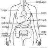 Studies of the human body made by the intrepid scientists of the 1500s through the 1700s by francie diep | published sep 23, 2013 9:00 pm Https Encrypted Tbn0 Gstatic Com Images Q Tbn And9gcscl0rjlh E939wrm73ouhqq2c6qxlwekiue Iczvgvuba Ll5s Usqp Cau
