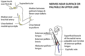 Instant Anatomy Upper Limb Surface Palpable Nerves Surface Radial Nerve Nerve