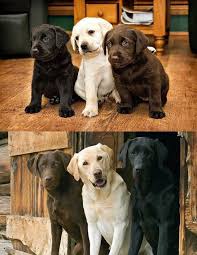 Black And White Labrador Puppy Someday I Will Get A Chocolate Lab To Go With My Yellow And Black Lab Animals Cute Dogs Cute Animals