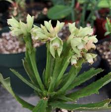 Image result for Monadenium torrei