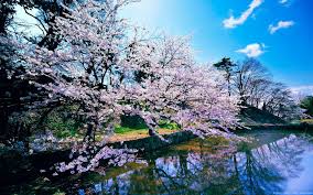 Cherry Blossom Desktop Backgrounds Spring Flowers Wallpaper Cherry Blossom Wallpaper Spring Wallpaper Perfect portrait wallpaper background display for most smartphone, iphone, android. cherry blossom desktop backgrounds