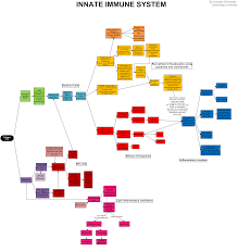 Innate Immune System Wikipedia