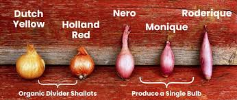 Image result for shallots