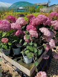 Image result for Hydrangea arborescens Pink Anabelle