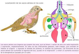 Resultado de imagen de pulmones en las aves