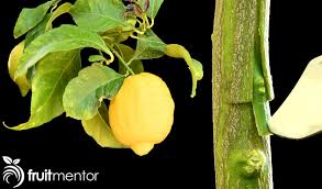 A tree that can grow multiple types of fruit is a magical thing to see! Grafting Lemon Trees Successfully Grafting Fruit Trees With The T Bud