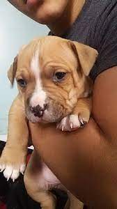 Pitbull Puppies Pitbull Puppies Puppies Pet Dogs Puppies