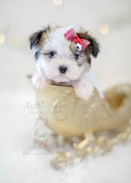 If you would like to get on a waiting list, please fill out our adoption form so we can start to get to know each other. Teacups Puppies Miki Breed Available Teacup Puppies Boutique