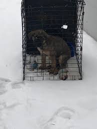 We operate a dog adoption program and match dogs to their forever home. Franklin County Dog Shelter Finds Puppy Abandoned In Their Snowy Parking Lot 10tv Com